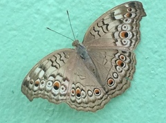 Junonia atlites