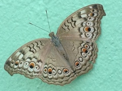 Junonia atlites
