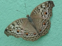 Junonia atlites