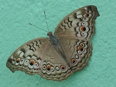 Junonia atlites