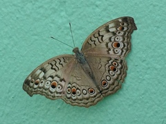 Junonia atlites