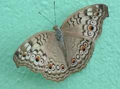 Junonia atlites