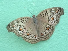 Junonia atlites
