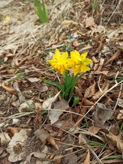 Narcisseae