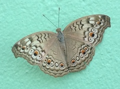 Junonia atlites