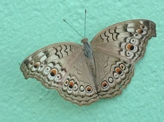 Junonia atlites