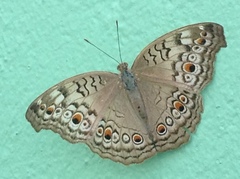 Junonia atlites