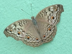 Junonia atlites