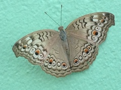 Junonia atlites