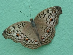 Junonia atlites