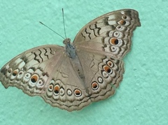 Junonia atlites