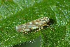 Eupteryx urticae