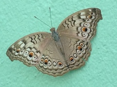 Junonia atlites