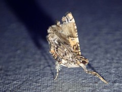 Tabidia inconsequens
