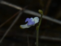 Utricularia limosa
