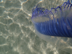 Aequorea forskalea