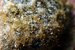 Synoicum sphinctorum