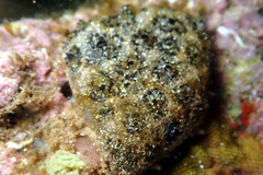 Synoicum sphinctorum