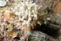 Cryptopolyzoon wilsoni