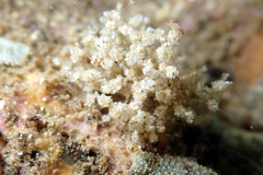 Cryptopolyzoon wilsoni