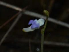 Utricularia limosa