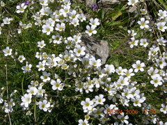 Cherleria circassica