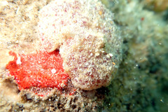 Synoicum bowerbanki