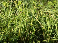 Carex arnellii