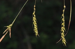 Carex arnellii