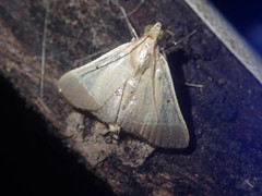 Tegulifera drapesalis