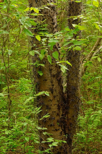Leuenbergeria lychnidiflora