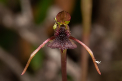 Chiloglottis reflexa