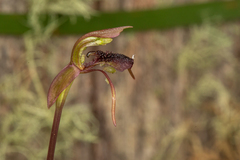 Chiloglottis reflexa