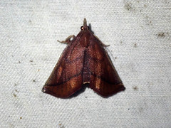 Toccolosida productalis