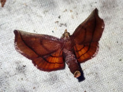 Toccolosida productalis