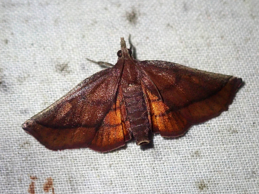 Toccolosida productalis