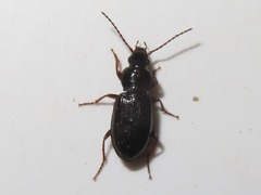 Pterostichus diligens