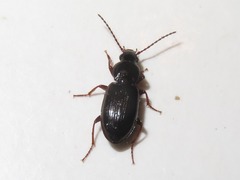 Pterostichus diligens