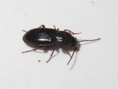 Pterostichus diligens