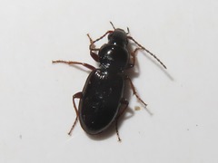 Pterostichus diligens