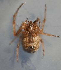 Theridion pinastri