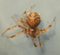 Theridion pinastri