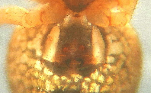 Theridion pinastri