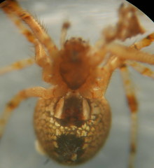 Theridion pinastri