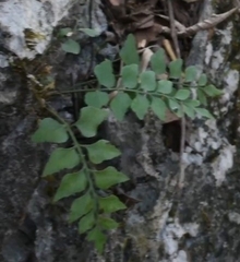 Asplenium saxicola