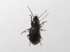Pterostichus diligens