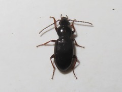 Pterostichus diligens