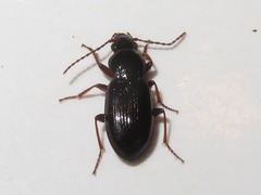 Pterostichus diligens