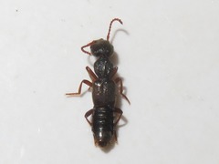 Rugilus rufipes