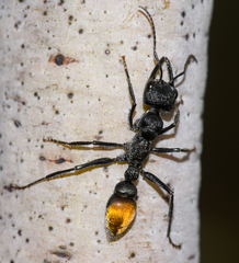 Myrmecia mandibularis